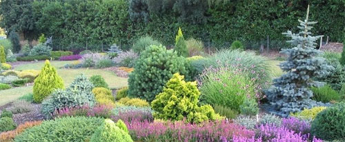 Conifers plant of the month 2011