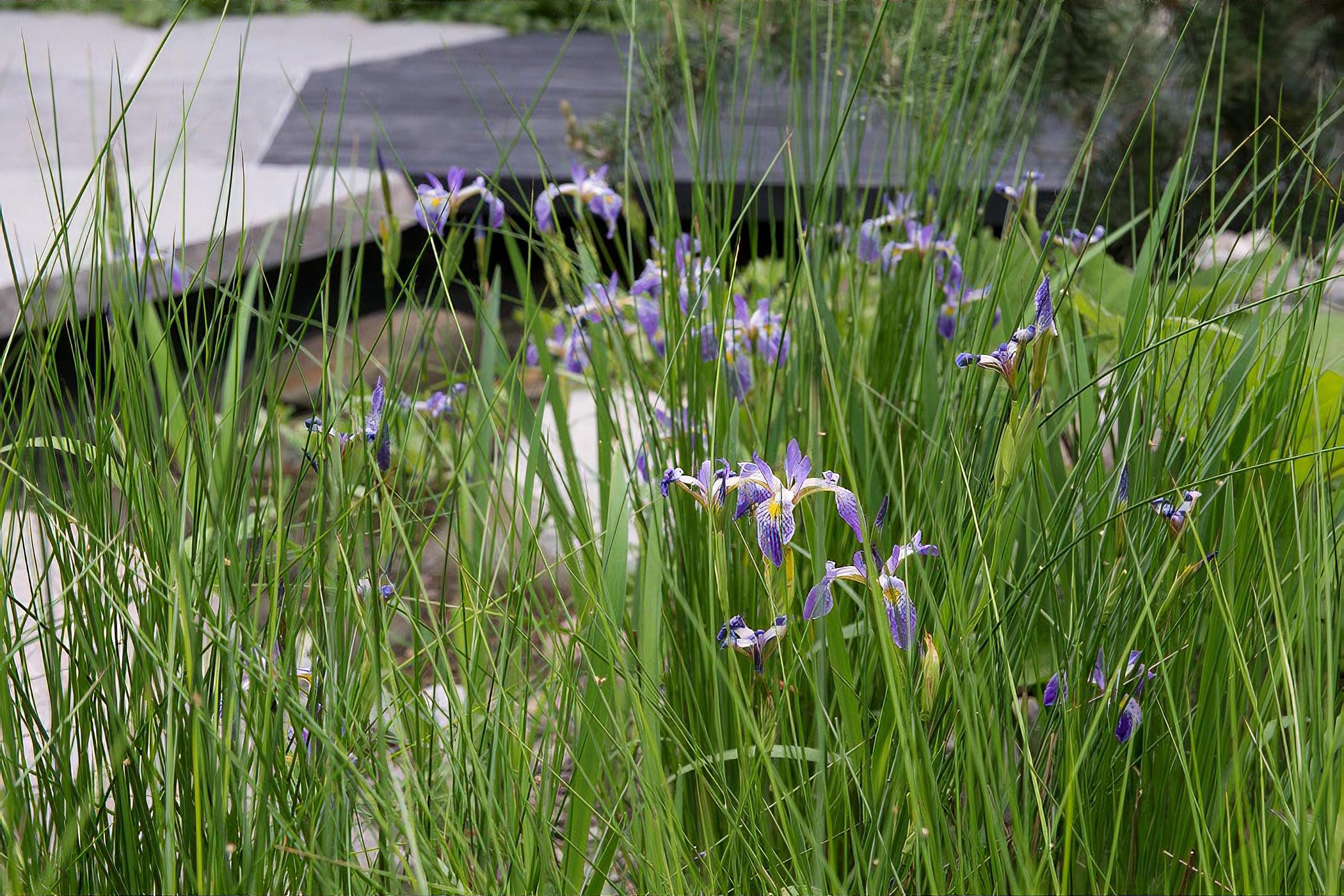 Royal Bank of Canada Garden by garden designer Charlotte Harris